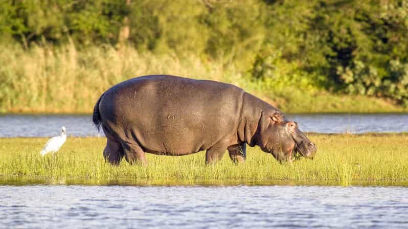HalfDay Hippo & Croc Boat Cruise Isimangaliso f Richards Bay - The Downsides: Things to Keep in Mind
