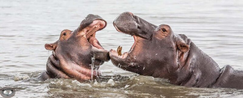HalfDay Hippo & Croc Boat Cruise Isimangaliso f Richards Bay - Who Will Enjoy This Tour?