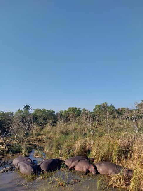 HalfDay Hippo & Croc Boat Cruise Isimangaliso f Richards Bay - Final Thoughts: Is This Tour for You?