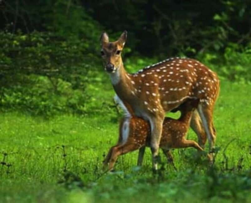 HalfDay Jeep Safari in Minneriya National Park - What to Expect from the Minneriya Safari Experience