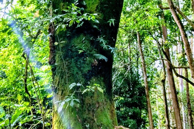 halfway-to-hana-tour-of-maui-black-sand-beach-waterfalls-turtles