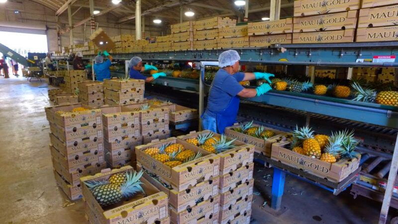 haliimaile-pineapple-farm-tour