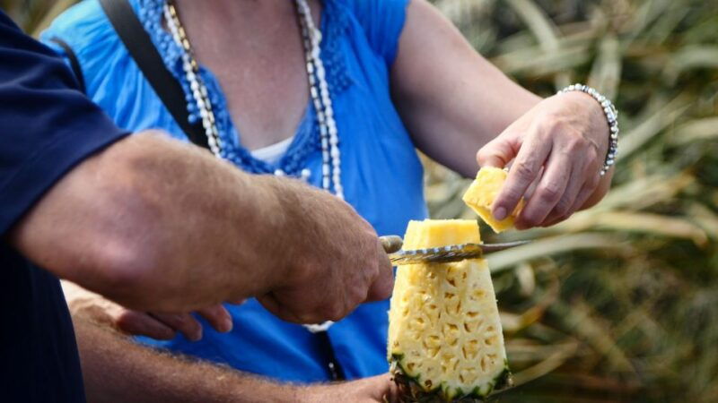 haliimaile-pineapple-farm-tour