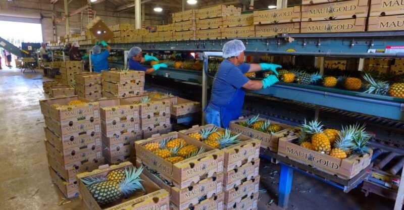 haliimaile-pineapple-farm-tour