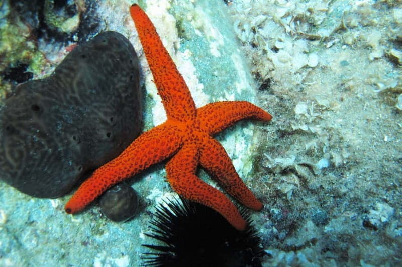 Halkidiki-Kassandra: Scuba Diving for Beginners - Safety Briefing & Preparation