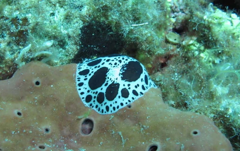 Halkidiki-Kassandra: Scuba Diving for Beginners - Return and Reflection