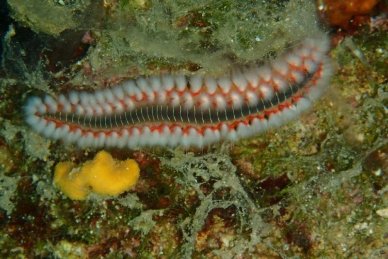 halkidikidiving-for-certified-divers-in-kassandra