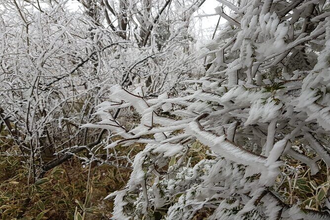 Hallasan Seongpanak transfer,One way, Round trip - The Itinerary and What to Expect