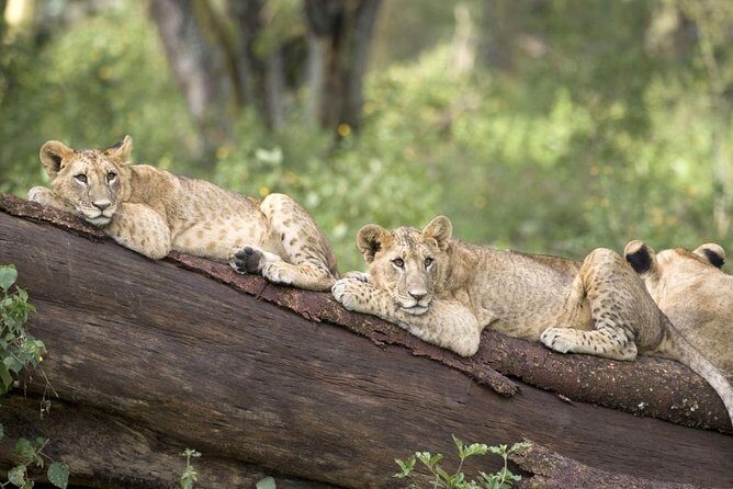 Haller Park Half-Day Tour from Mombasa - What to Expect from Your Haller Park Half-Day Tour