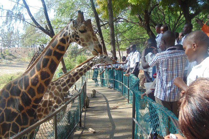 Haller Park Half-Day Tour from Mombasa - The Experience in Detail: From Booking to Return