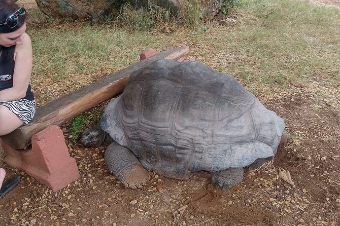 Haller Park Tour observing hippos, giraffes, birds, monkeys, crocs & others - Key Points