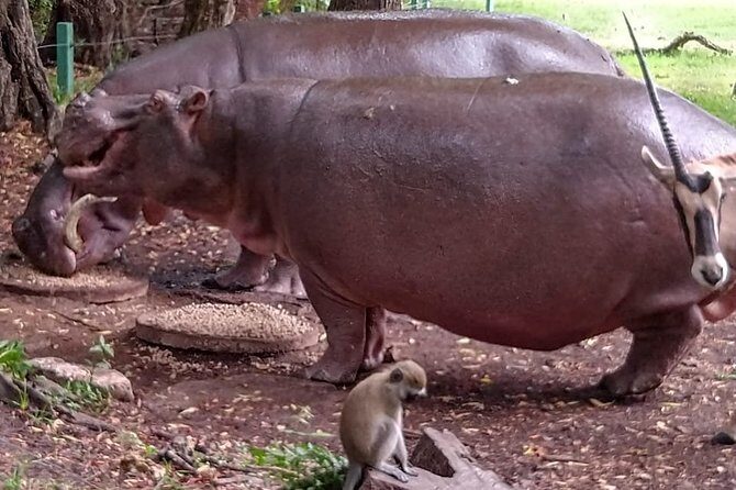 Haller Park Tour observing hippos, giraffes, birds, monkeys, crocs & others - Full Breakdown of the Haller Park Tour Experience