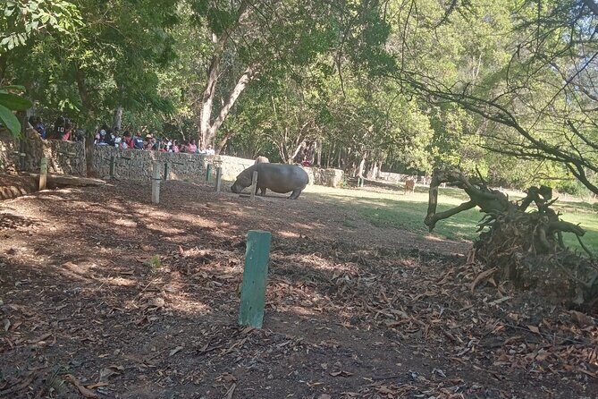 Haller Park Tour observing hippos, giraffes, birds, monkeys, crocs & others - FAQs