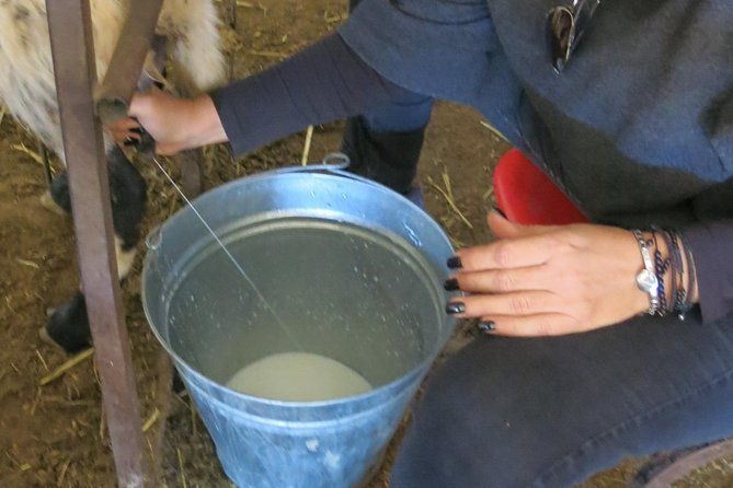 halloumi-heaven-cheese-making-class-troodos-mountain-villages-8h