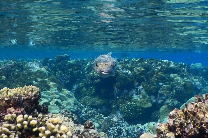 Hamata and qulaan Islands Snorkeling Sea Trip With Transfer, Lunch - Marsa Alam - Introduction to the Tour
