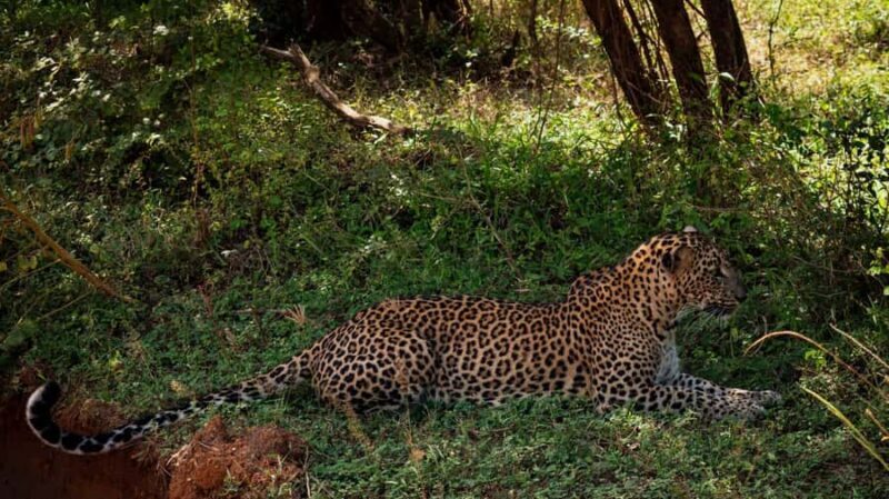 Hambantota: All Inclusive Yala National Park Block 1 Safari - Key Points