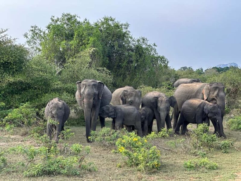 Hambantota: All Inclusive Yala National Park Block 1 Safari - An In-Depth Look at the Experience