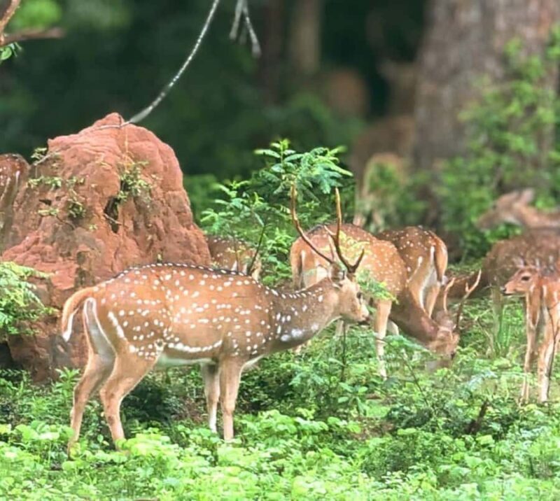 Hambantota: All Inclusive Yala National Park Block 1 Safari - Practical Tips for Travelers