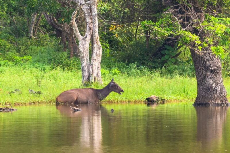hambantota-port-bundala-national-park-safari-in-a-4x4