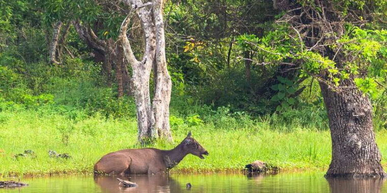 hambantota-port-bundala-national-park-safari-in-a-4x4