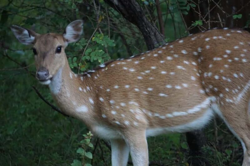 Hambantota Port Cruise: Yala Safari (Shore Excursion) - Key Points