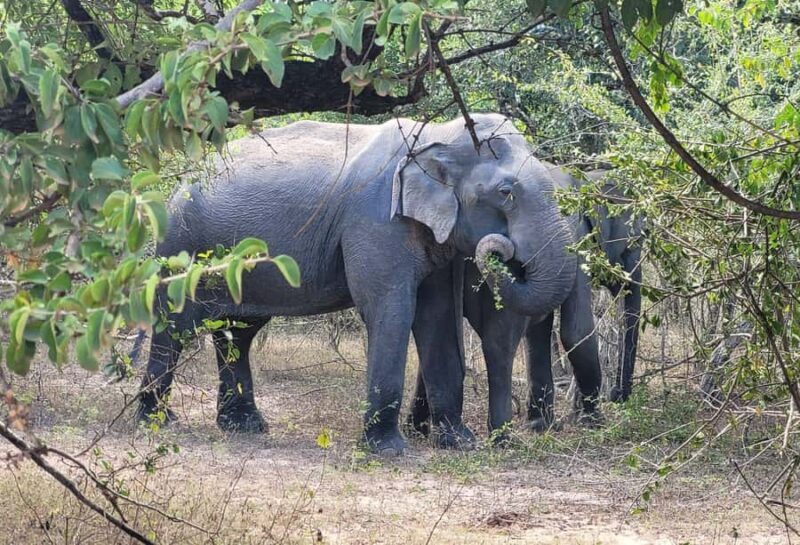 Hambantota Port Cruise: Yala Safari (Shore Excursion) - Exploring the Safari in Depth