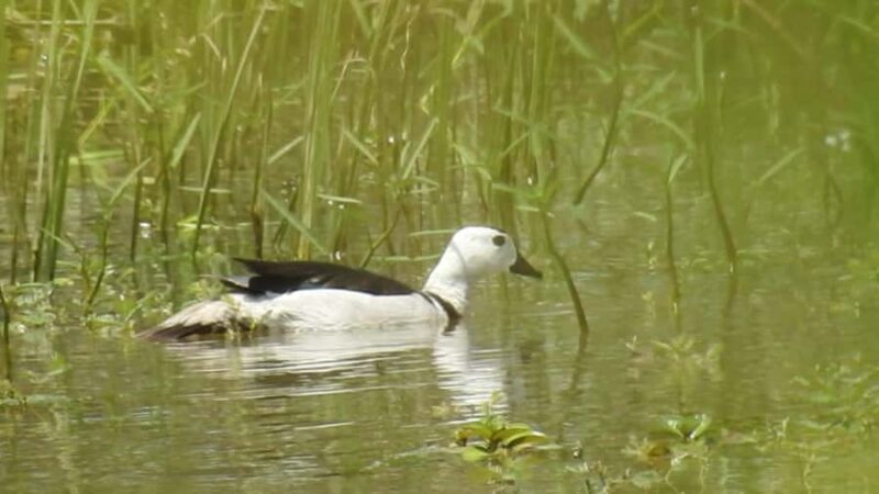 Hambantota Port Cruise: Yala Safari (Shore Excursion) - Who is This Tour Best For?