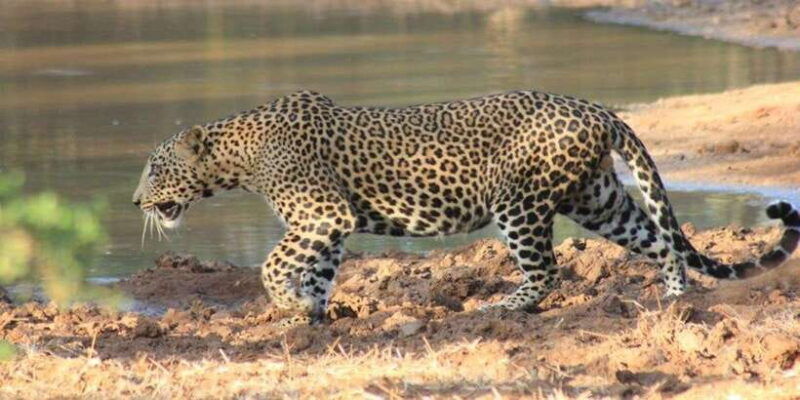 hambantota-port-cruise-yala-wildlife-safari-6-hours