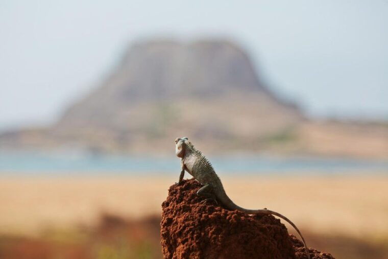 hambantota-port-yala-national-park-wildlife-safari-in-a-4x4-2