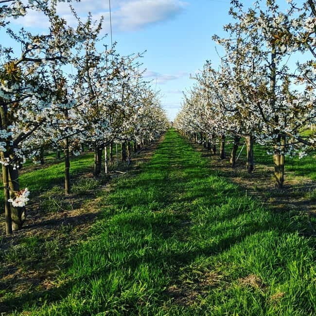 Hamburg Country Side - Altes Land - Authentic Experiences and Real Feedback