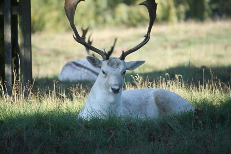 hampton-court-palace-river-thames-bike-tour