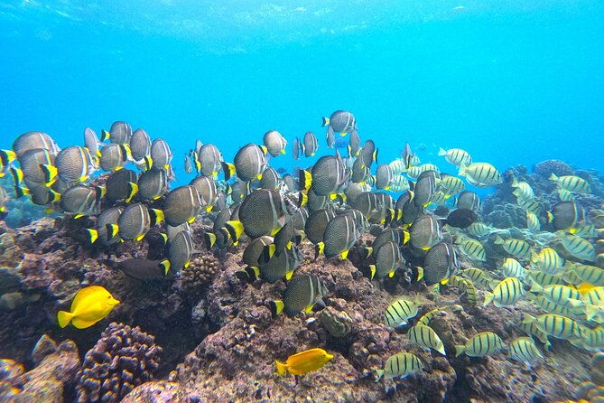 hanauma-bay-guided-snorkel-tour-with-guaranteed-entrance-time-2