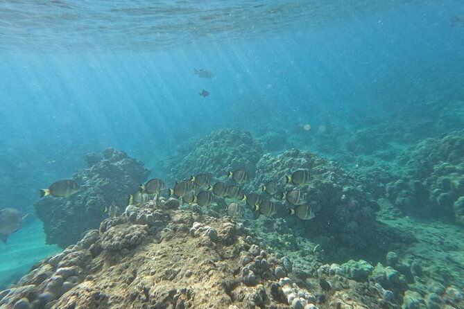 hanauma-bay-guided-snorkeling-tour-with-transportation