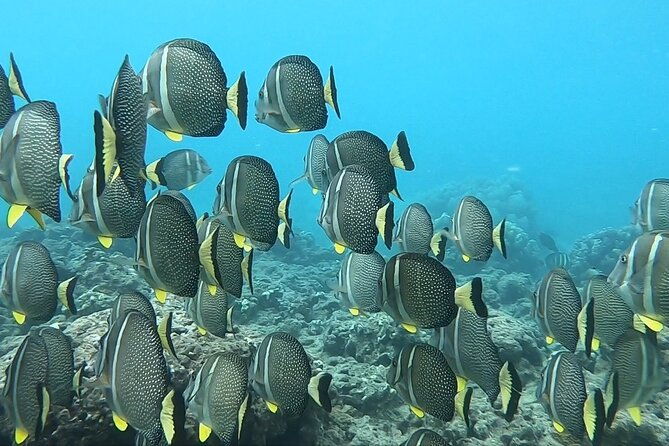 hanauma-bay-guided-snorkeling-tour-with-transportation