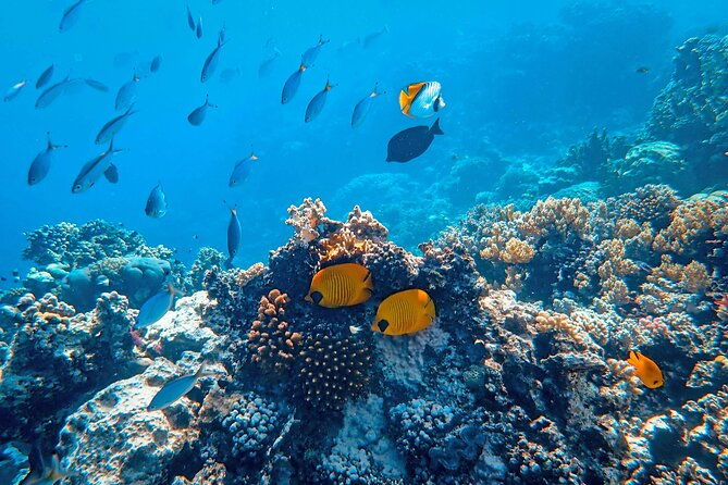 hanauma-bay-snorkel