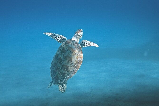 hanauma-bay-snorkel