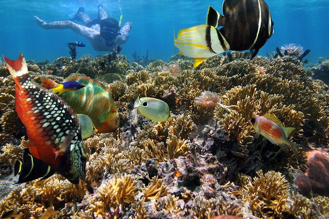 hanauma-bay-snorkeling