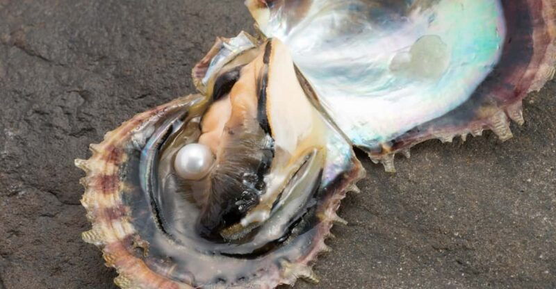 hands-on-pearl-harvesting-workshop