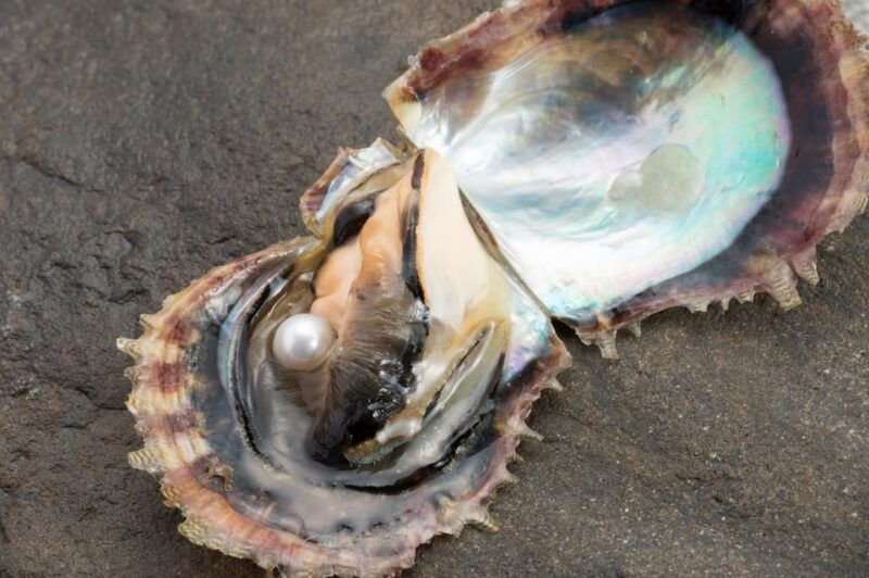 hands-on-pearl-harvesting-workshop