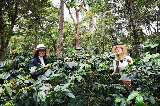 hands-on-tour-to-coffee-plantation-from-bogota-option-basic