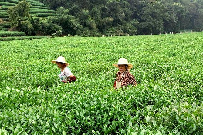 Hangzhou Cultural Day Tour by Mini Coach - Transportation and Group Size