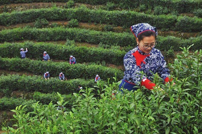 Hangzhou Longjing Tea Culture Immersive Experience Tour - Key Points