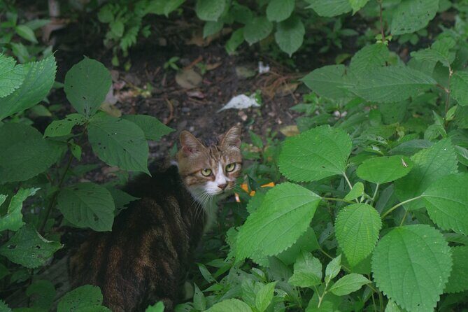 Hangzhou Mini-Hike Tour with Local Market Life Experience - The Sum Up