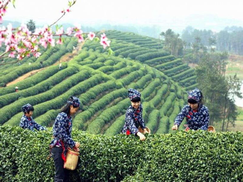 hangzhou-private-one-day-trip-from-shanghai-by-bullet-train