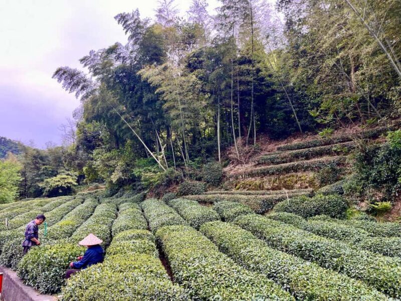 Hangzhou: UNESCO Tea Culture Experience  Hand Fry & Taste - Why This Experience Offers Real Value