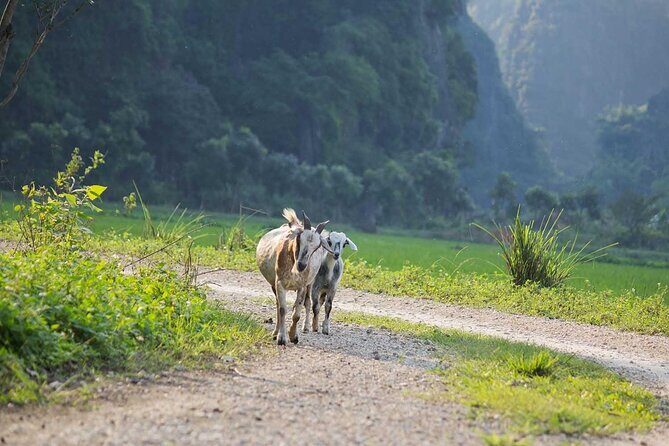 Hanoi: Discover Ninh Binhs Beauty & Culture by Jeep, Boat Trip - FAQ