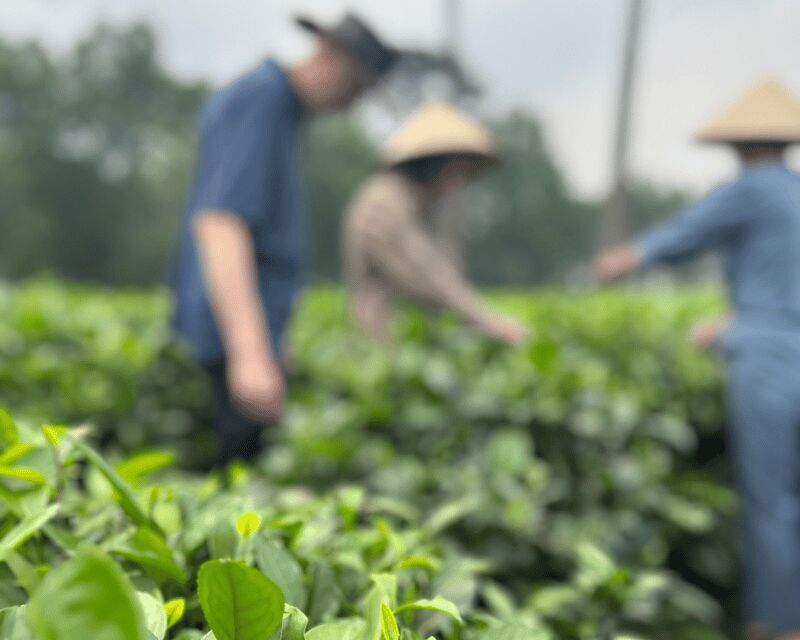 Hanoi Eco Tour: Ba Vi National Park Wonders & Tea Plantation - Exploring the Hanoi Eco Tour: Ba Vi National Park Wonders & Tea Plantation