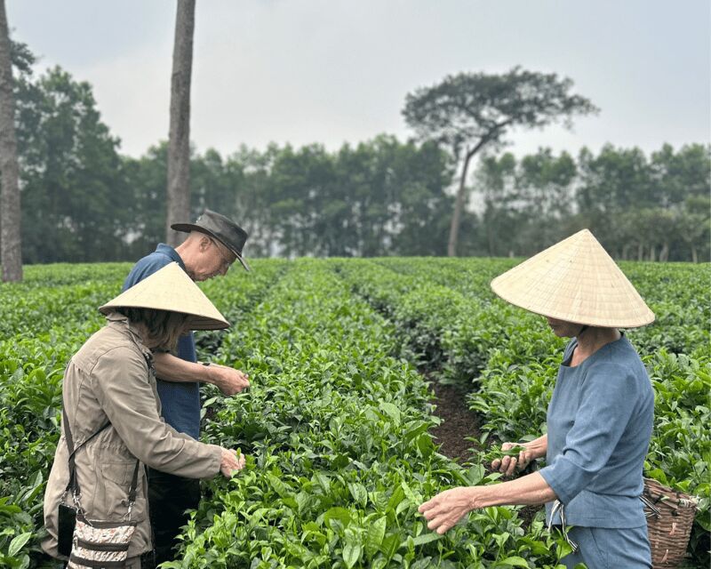 Hanoi Eco Tour: Ba Vi National Park Wonders & Tea Plantation - What Makes This Tour Stand Out