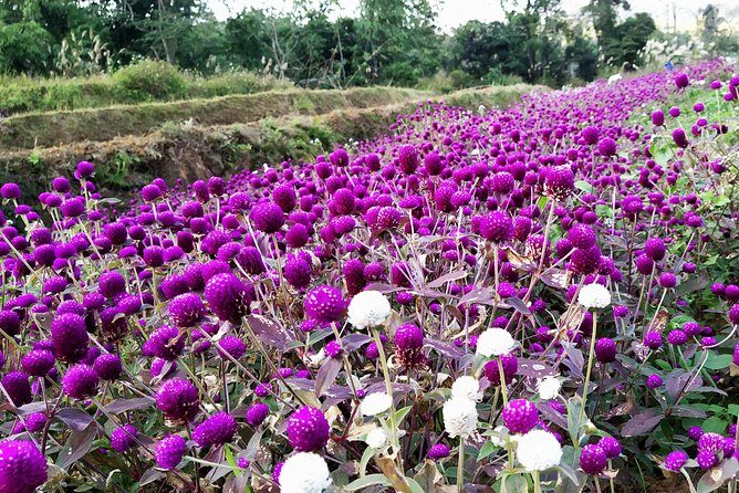 Hanoi - Halong Bay - Pu Luong - Tam Coc - Airport (5 days) - FAQ