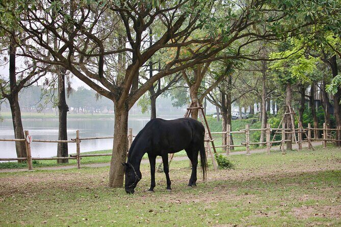 Hanoi Horseback Riding Tour - Exclusive Experience - FAQs